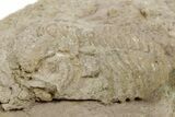 Bargain, Long Pliomera Fischeri Trilobite - Russia #363100-2